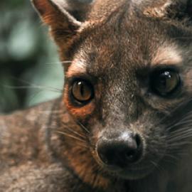 Q&A with Luke Dollar